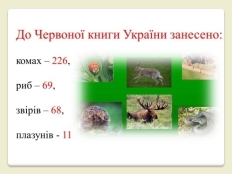 Презентація на тему Червона Книга України (варіант 6) — презентації з  географії | GDZ4YOU